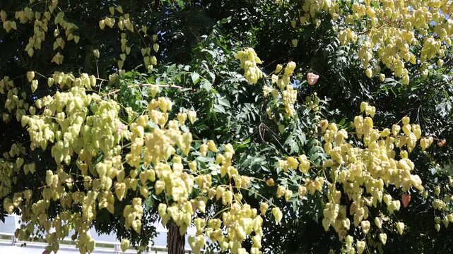 Golden rain tree branches glow in summer sunlight with clusters of papery lantern shaped fruits and rich green foliage creating a vibrant ornamental garden scene outdoors
