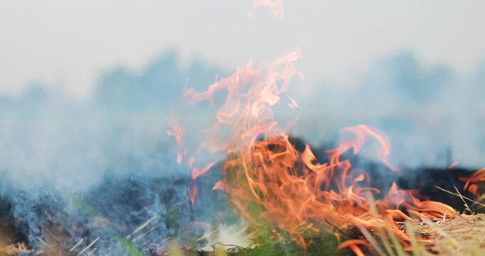 Flames burning dry straw and crop residue in an agricultural field, thick smoke and illustrating open burning, air pollution and environmental impact