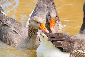 Greylag geese swimming together in a pond © Bambi and Sunny