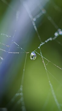 Macro shot of spider web with dew drops and a large water droplet