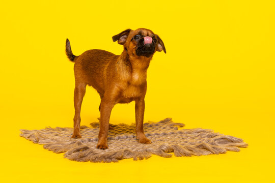Chiot Petit Braban&ccedil;on roux debout sur un tapis en studio devant un fond jaune vif