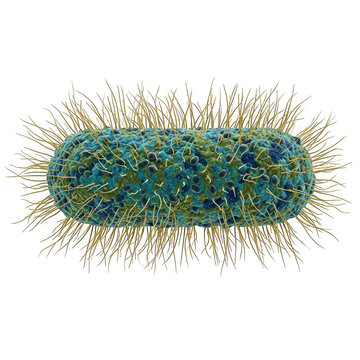 3d render of a microscopic bacterium cell with pili and flagella isolated on transparent background