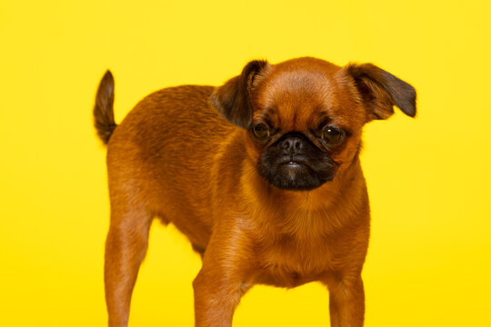 Chiot Petit Braban&ccedil;on roux debout sur fond jaune vif en studio