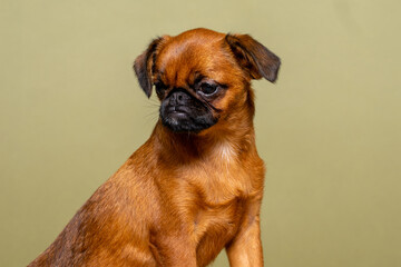 Portrait en studio d’un chiot Petit Brabançon roux au museau noir sur fond beige © Colombe Delons