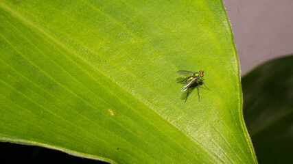 This insect is a long-legged fly, a member of the family Dolichopodidae. Taken from Las Pinas, NCR, Philippines. © RoseAnn
