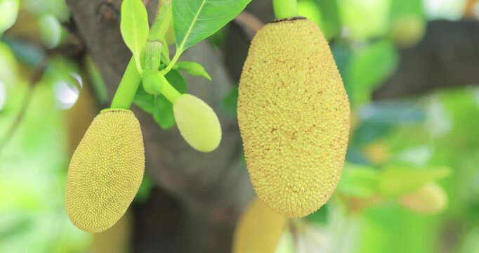Young jackfruit growing on a tree among fresh green leaves in a tropical garden, natural fruit texture, freshness and plant growth