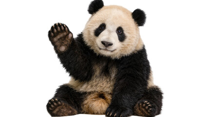 Fluffy giant panda waving hello, isolated on transparent background © Ruslan