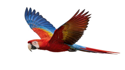 Scarlet macaw parrot with vibrant red blue and yellow plumage flying, isolated on transparent background © Ruslan