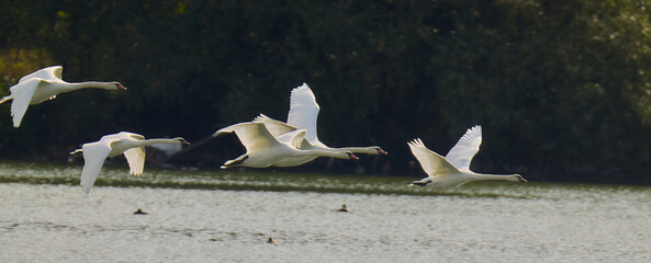 Flying swans in the lake. © Jan