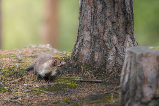 A wild beech marten (Martes foina) walking on mossy ground near a pine tree trunk in a forest.