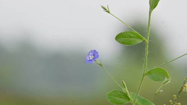 Evolvulus alsinoides flower. Its common name is&nbsp;dwarf morning glory&nbsp;and&nbsp;slender dwarf morning glory. It is a&nbsp;flowering plant&nbsp;from the family&nbsp;Convolvulaceae. 