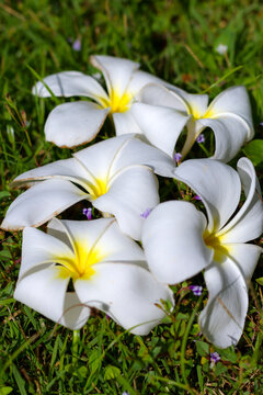 White frangipani flower or Kamboja merah