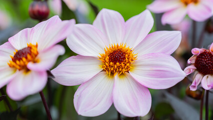 Detailed petals and rich seasonal colors of autumn chrysanthemums flowers. Delicate floral textures contrast with blurred outdoor background, creating calm seasonal atmosphere. Seasonal nature concept © anna.stasiia