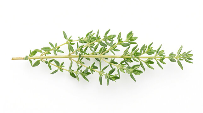Fresh thyme sprig with vibrant green leaves and slender stems laid out on a neutral backdrop for culinary or herbal use.