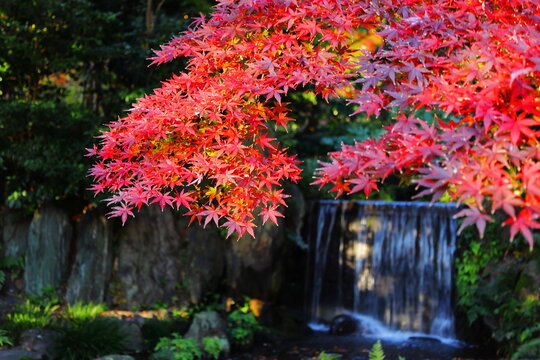 Autumn Foliage at Koishikawa Korakuen Garden in Tokyo, Japan