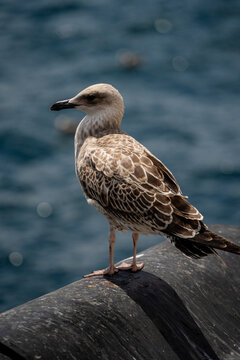 Juvenile seagull perches on stone railing overlooking blue water surface. Wildlife nature concept showcasing coastal bird in natural daylight environment