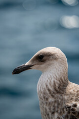 Close up profile portrait of seagull head against blurry blue sea water. Coastal wildlife shot highlights natural detail and serene marine atmosphere. © Tetiana