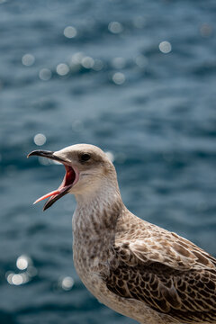 Close up profile of seagull screaming with wide open beak against blurry blue sea water. Wild bird behavior demonstrates natural communication and coastal wildlife survival.