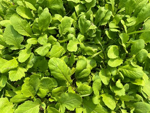 Full frame shot of young fresh mustard leaf crop growing outdoors