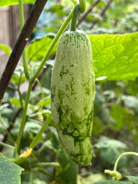 Close up shot of young snake gourd trichosanthes cucumerina growing on vine