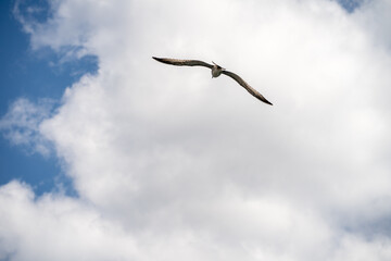 Single seagull soars high against blue sky filled with white clouds. Bird flight represents complete freedom and wild nature. © Tetiana