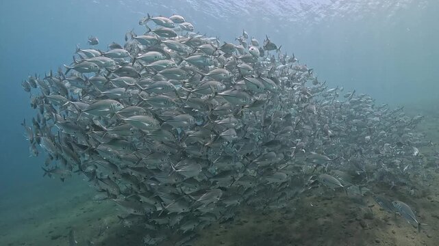 Bigeye trevally (Caranx sexfasciatus) forming a dramatic schooling tornado in open water near Tulamben, Bali. 4K UHD slow-motion underwater footage
