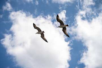 Two seagulls fly high above against sunny blue sky with white clouds. Bird flight represents freedom and wild nature in open air. © Tetiana