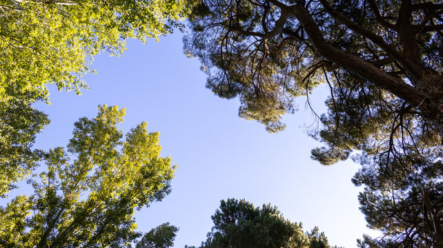 Copas de &aacute;rboles rodeando un cielo azul claro