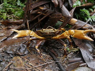guinotia dentata, freshwater crab in Guadeloupe, lesser antilles fauna in the foret. Terrestrial crab in defensive attitude with claws © Etoilepolaire