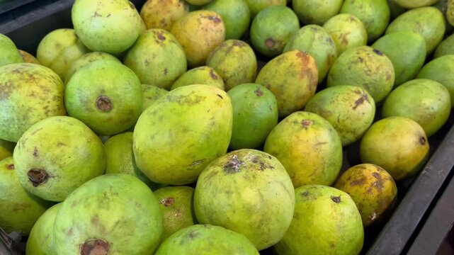 Large pile of fresh green guava fruits in plastic container