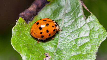 ladybug on a leaf © lazalnik
