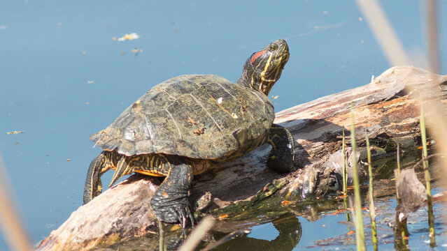 turtle on the beach