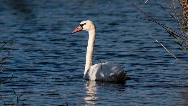 mute swan cygnus olor