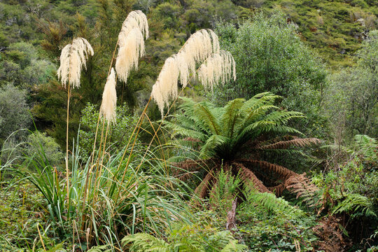 Toetoe (Austroderia) is New Zealand's largest native tussock grass, famous for its towering, feathery cream plumes - Rotorua, New Zealand