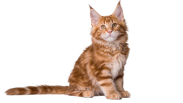 Fluffy orange Maine Coon cat sitting attentively, isolated on transparent background