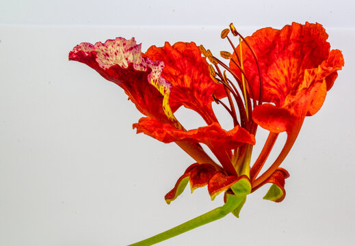 Fleur de flamboyant 