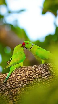 Two Green Ring-Necked Parrots Perched on a Tree Branch