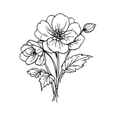 Obraz premium PNG Elegant floral line art illustration.
