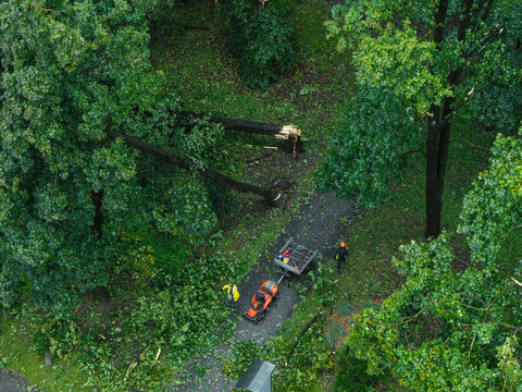 Riga, Latvia - 23 August 2026: Aerial view of emergency services clearing fallen trees and storm debris from a park path following the passage of Storm Priska.