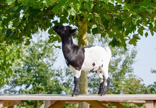 Holland pygmy goat