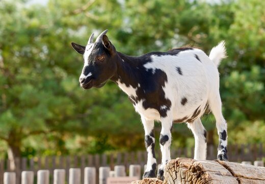 Holland pygmy goat