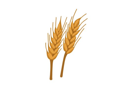 A detailed vector illustration showcases two golden stalks of wheat with delicate awns extending from each grain head