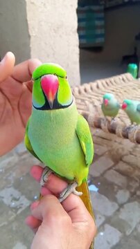 A close-up of a tame green ring-necked parrot perched on human hands