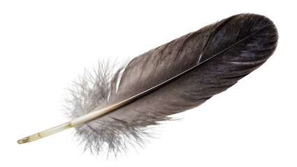 Dark grey bird feather with fluffy downy base, isolated on transparent background © Ibrian