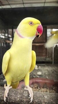 Yellow Ring-Necked Parakeet Standing on a Perch in an Aviary