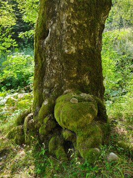 Close up of an old tree trunk covered in green moss with mossy tree