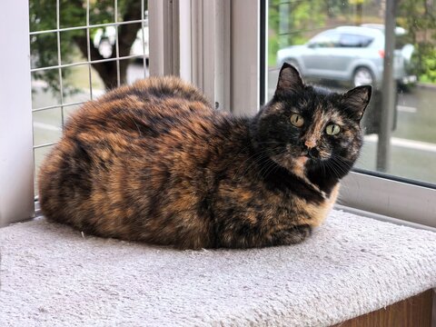 Tortoiseshell cat resting comfortably on a carpeted window sill with calico cat