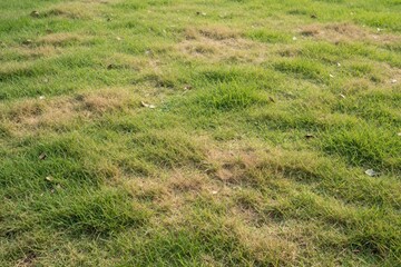 Obraz premium Green grass lawn with patchy dry brown areas on uneven turf surface. Natural outdoor ground texture background shows meadow with dead vegetation. Minimal landscape under bright daylight needs garden
