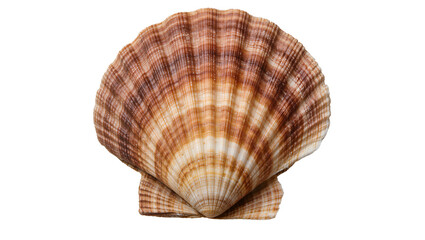 Natural brown and white striped scallop shell, isolated on transparent background © Igor