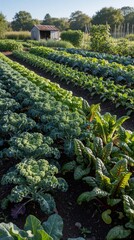 Fototapeta premium Rows of fresh organic kale and leafy greens grow in a farm field. A small weathered shed sits in the background under a clear blue sky. Healthy vegetables are planted in neat lines on fertile soil.